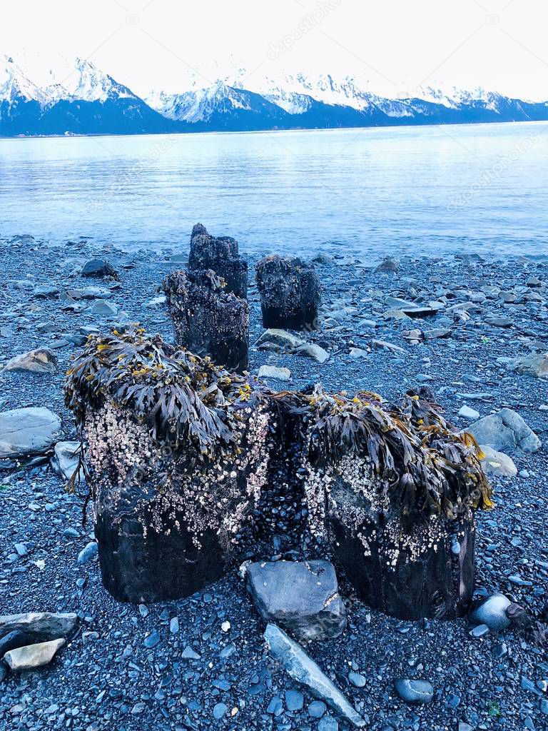 Remains of the old dock in Seward Alaska after the earthquake of 1964 or 