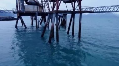 Alaska'da balık avlama mühür aslanlar 