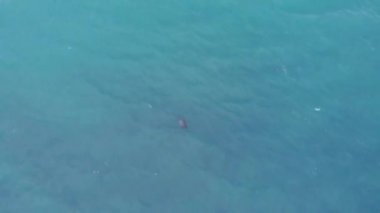 Alaska'da balık avlama mühür aslanlar 