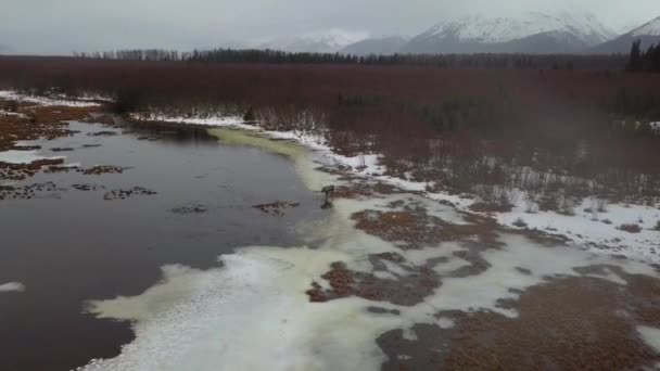 Dişi Geyik Alaskan Vahşi Doğada Karanlık Yağmurlu Bir Günde Besleme — Stok video