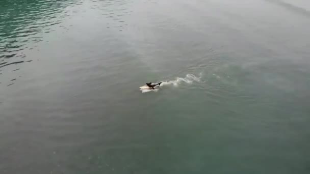雨が多い冬の日にアラスカで小さな波でサーフィンしよう — ストック動画
