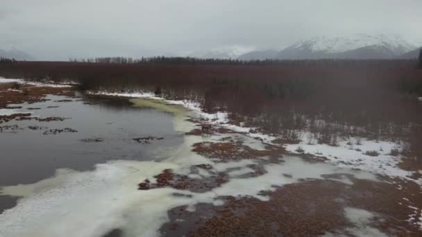 Θηλυκό Άλκη Τρέφονται Ερήμω Αλάσκα Μια Σκοτεινή Μέρα Βροχερή — Αρχείο Βίντεο