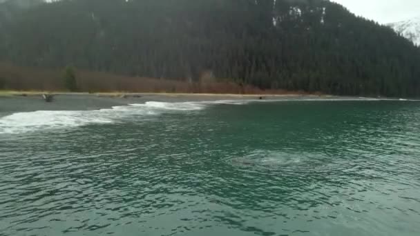 Plongée Avec Tuba Alaska Par Jour Hiver Sombre Pluvieux — Video