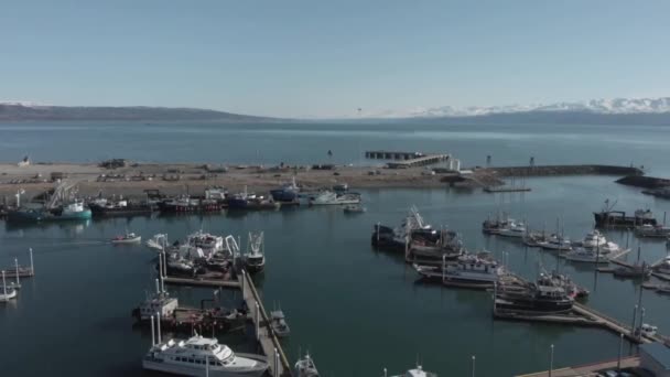 Velmi Zaneprázdněn Homer Alaska Trajektový Přístav Konstantní Tok Čluny Náš — Stock video