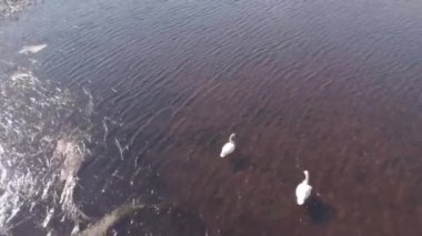 Alaska'da bir güneşli bahar günü zevk Kuğu 