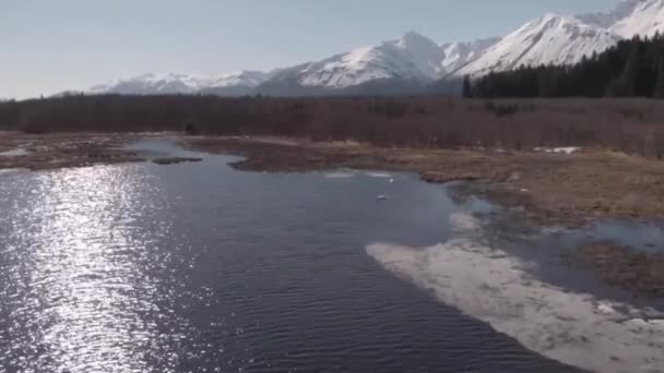 Incredibile Filmato Alci Alaska — Video Stock