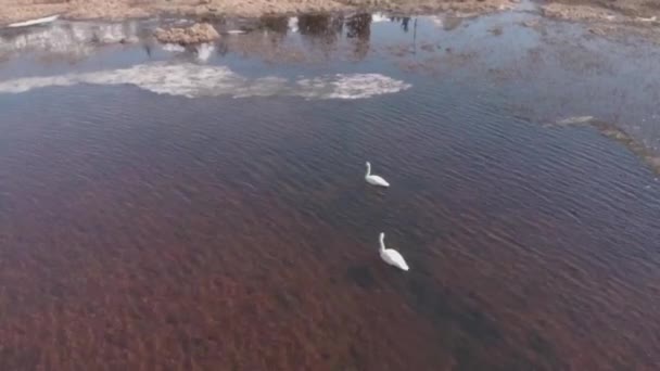 Swans Enjoying Sunny Spring Day Alaska — Stock Video