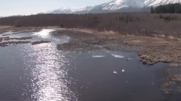 Swans Enjoying Sunny Spring Day Alaska — Stock Video