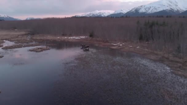 Fantastiska Bilder Älg Alaska — Stockvideo
