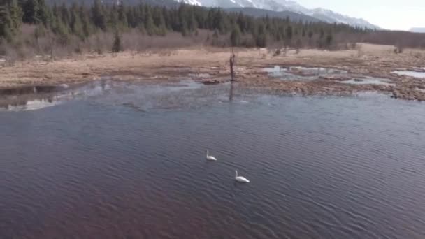 Cygnes profitant d'une journée de printemps ensoleillée en Alaska  