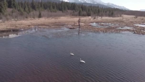 白鳥アラスカで日当たりの良い春の日を楽しんで — ストック動画