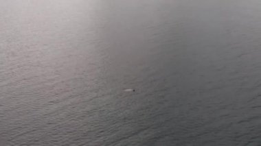 Deniz Aslanları Alaska 