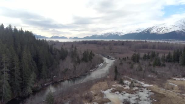 Alimentación Alces Pantano Alaska — Vídeo de stock