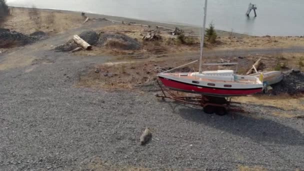 Olifant Zegel Vermolting Het Strand Seward Alaska — Stockvideo
