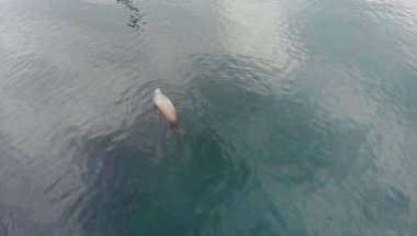 Deniz Aslanları Alaska 