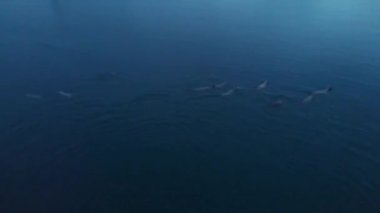 Deniz Aslanları diriliş Bay Alaska avcılık paketleri 