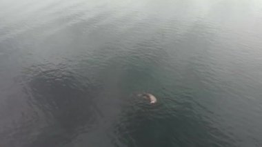 Deniz Aslanları diriliş Bay Alaska avcılık paketleri 