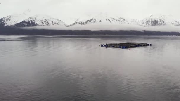 Paquetes Lobos Marinos Cazando Bahía Resurrección Alaska — Vídeo de stock