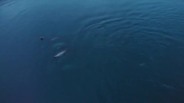 Paquetes Lobos Marinos Cazando Bahía Resurrección Alaska — Vídeo de stock