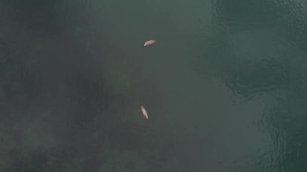 Leões Marinhos Alasca Cortejando Água — Vídeo de Stock