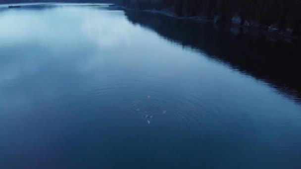 Förpackningar Med Sjölejon Jakt Uppståndelsen Bay Alaska — Stockvideo