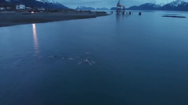 Paquetes Lobos Marinos Cazando Bahía Resurrección Alaska — Vídeo de stock