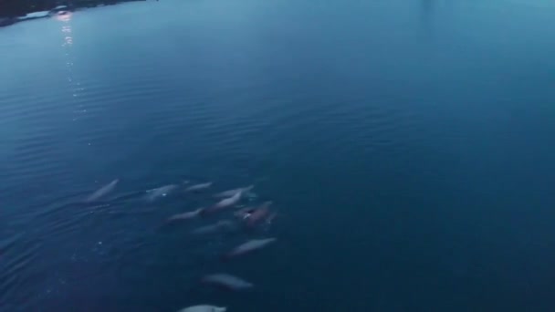 Paquetes Lobos Marinos Cazando Bahía Resurrección Alaska — Vídeo de stock