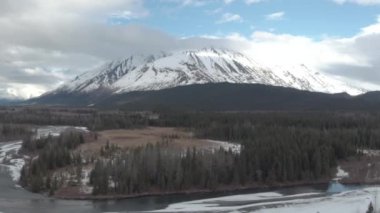 Alaska 'da diriliş Körfezi 'nde rahatlatıcı Stellar deniz aslanlarının inanılmaz görüntüleri 