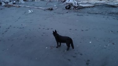 Onun kuyruğunu çok kovalamayı seven mutlu köpek ayı..