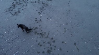 Onun kuyruğunu çok kovalamayı seven mutlu köpek ayı..