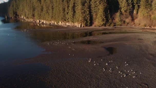 Hermoso Paisaje Primavera Cerca Seward Alaska — Vídeo de stock