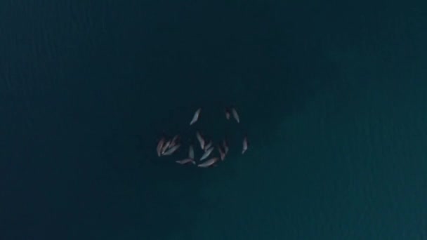 Alaska Diriliş Körfezi Nde Rahatlatıcı Stellar Deniz Aslanlarının Inanılmaz Görüntüleri — Stok video