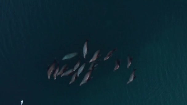 Alaska Diriliş Körfezi Nde Rahatlatıcı Stellar Deniz Aslanlarının Inanılmaz Görüntüleri — Stok video
