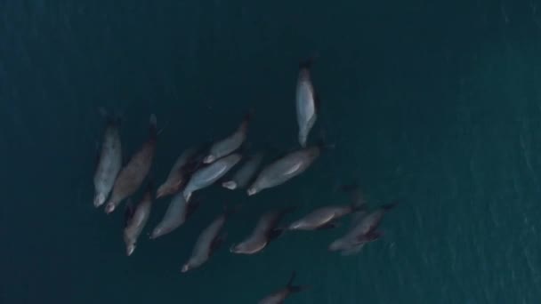 Increíbles Imágenes Lobos Marinos Estelares Relajándose Bahía Resurrección Alaska — Vídeo de stock