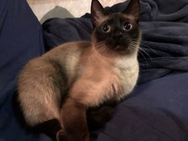 Kedi adlı güzel kedimiz