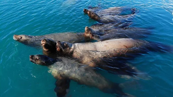 Resident Colony Stellar Sea Lions Alaska — Stock Photo, Image