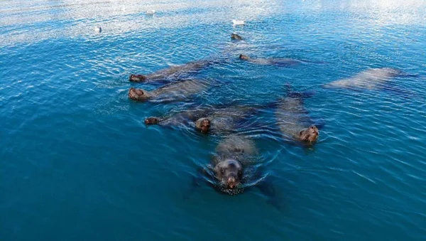 Colônia Residente Leões Marinhos Estelares Alasca — Fotografia de Stock