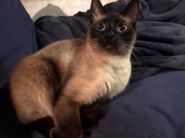 Kedi adlı güzel kedimiz