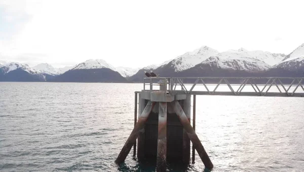 Αετοί Που Κοιτάνε Νερό Για Θήραμα Στην Αλάσκα — Φωτογραφία Αρχείου