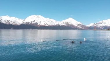 Diriliş körfezinde avlanan yıldız deniz aslanları, Seward, Alaska 