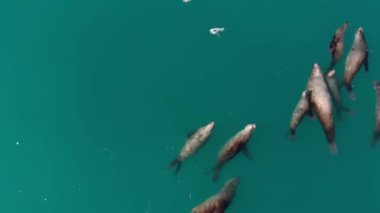 Yıldız deniz aslanları ve deniz kuşları Seward Alaska küçük balık için avcılık 