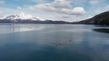 Yıldız deniz aslanları ve deniz kuşları Seward Alaska küçük balık için avcılık 