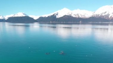 Yıldız deniz aslanları ve deniz kuşları Seward Alaska küçük balık için avcılık 