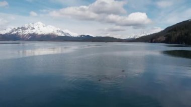 Yıldız deniz aslanları ve deniz kuşları Seward Alaska küçük balık için avcılık 