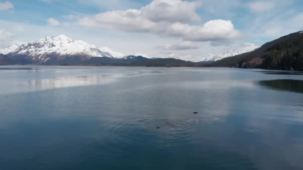 Leões Marinhos Estelares Aves Marinhas Caçam Pequenos Peixes Seward Alaska — Vídeo de Stock