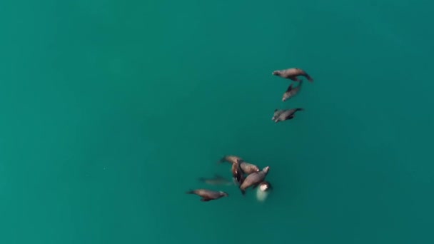 Звездные Морские Львы Морские Птицы Охотятся Мелкой Рыбой Сьюард Аляске — стоковое видео
