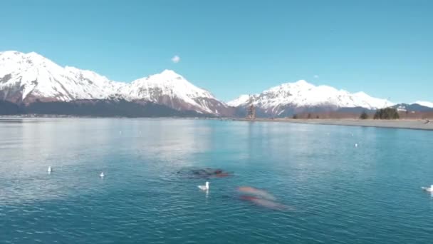 Sternbilder Seelöwen Und Seevögel Auf Der Jagd Nach Kleinen Fischen — Stockvideo