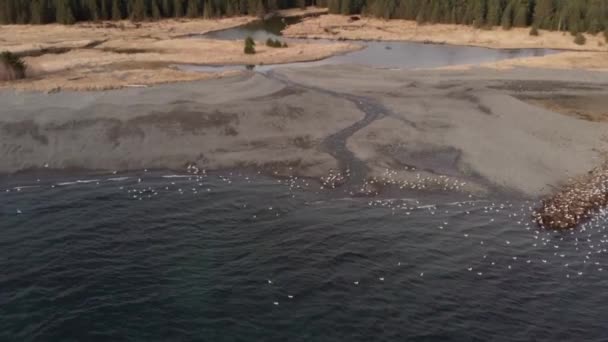スワードアラスカで小さな魚を狩る恒星のアシカと海鳥 — ストック動画