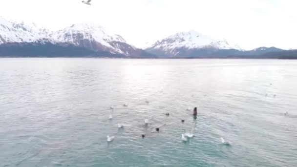 スワードアラスカで小さな魚を狩る恒星のアシカと海鳥 — ストック動画