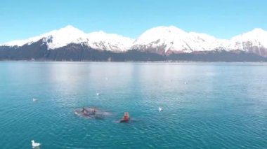 Yıldız deniz aslanları ve deniz kuşları Seward Alaska küçük balık için avcılık 